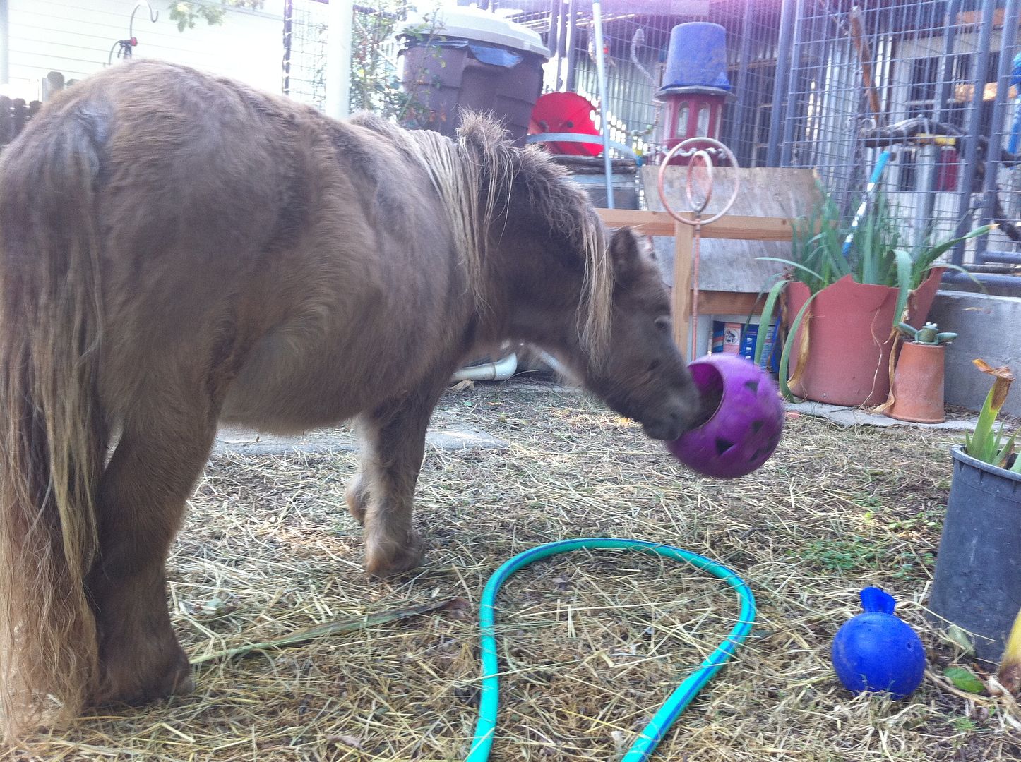 Homemade Toys Miniature Horse Forum Miniature Horse Talk Forums
